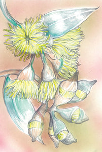 Greeting Card - Eucalyptus Blossom
