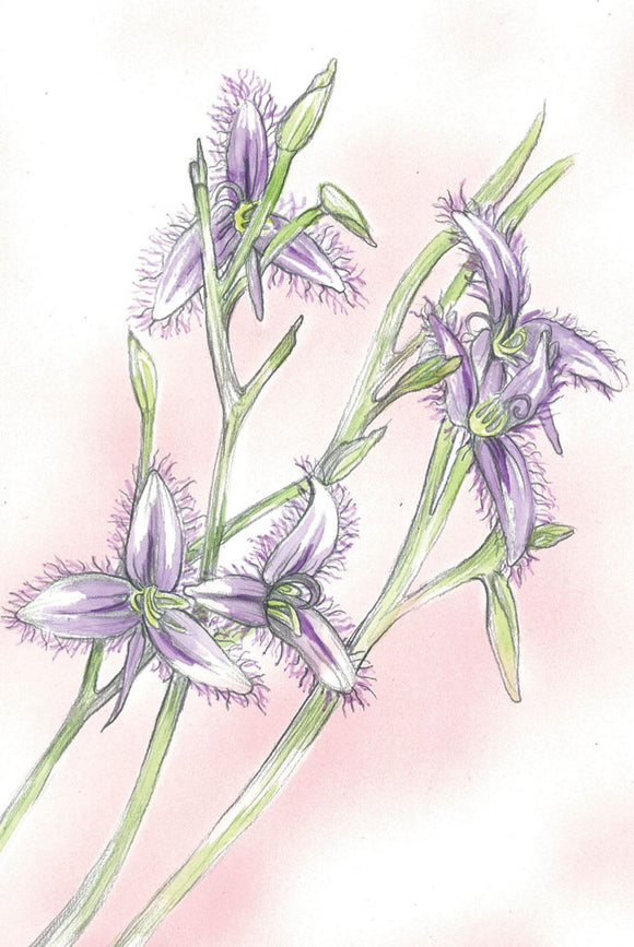 Greeting Card - Purple Fringe Lily