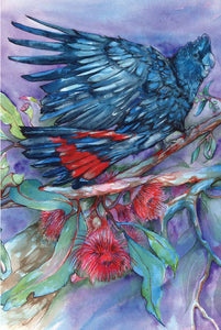 Greeting Card - Red Tailed Black Cockatoo