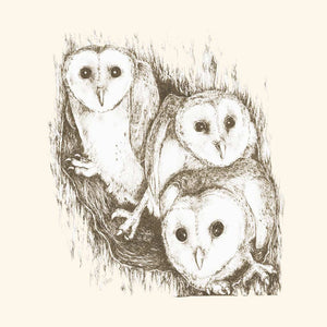 Greeting Card - Baby Barn Owls