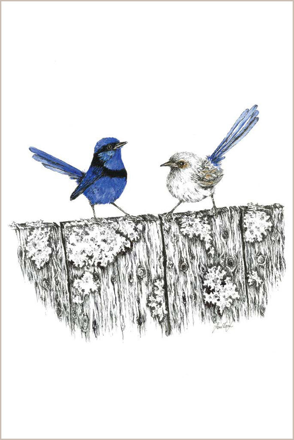 Greeting Card - Splendid Fairy Wren