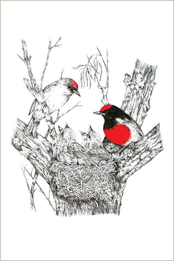 Greeting Card - Red-capped Robin